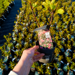 Hortenzia metlinatá (Hydrangea paniculata) ‘LIVING RASPBERRY PINK’® by LIVING CREATIONS® - výška 20-30 cm, kont. C1,5L